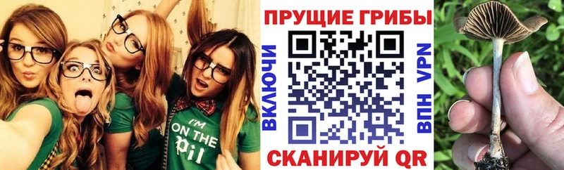 Псилоцибиновые грибы Cubensis Ковров